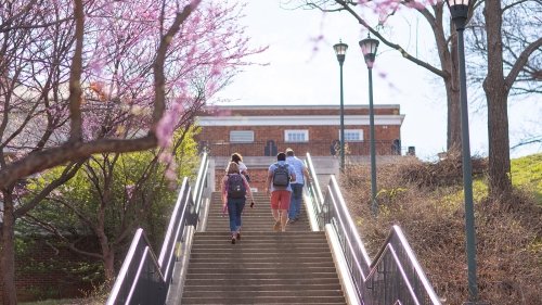 Students walk up a large flight of stairs surrounded by blooming trees