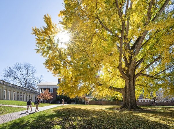 on-grounds-experience_checkerboard_autumn-grounds-pratt-gingko_600x444_2022-12-09.jpg Two students walk down a pathway beside a large gingko tree in full yellow fall color